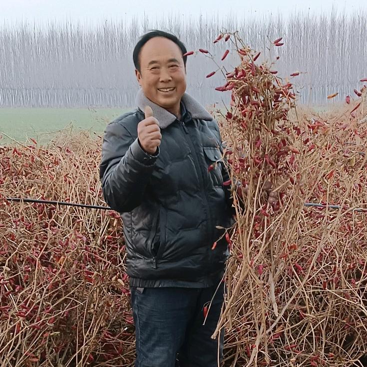 辣椒哥
