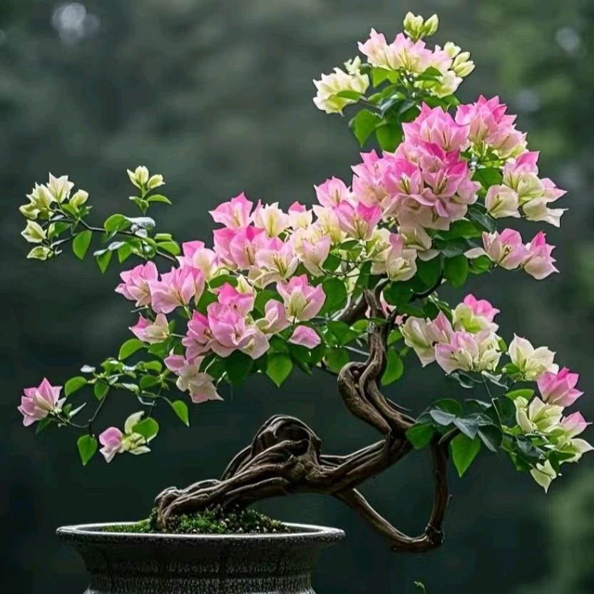 广东花晨三角梅盆景