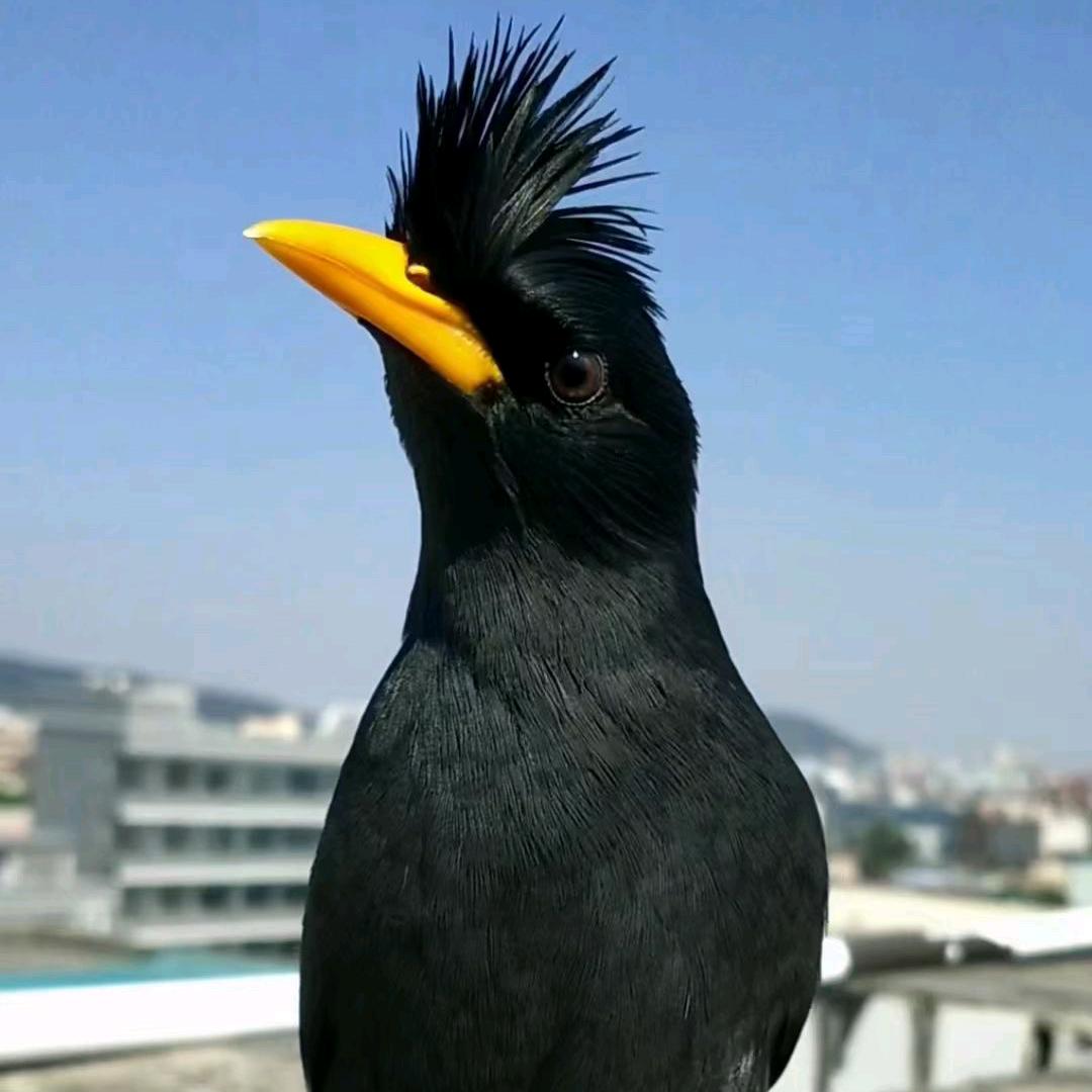 莲花好物