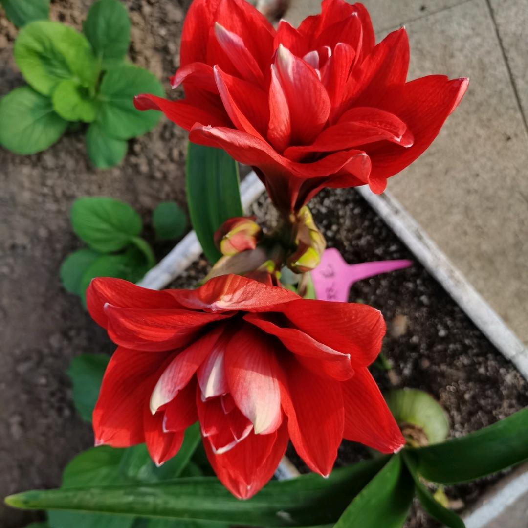 陌上花开朱顶红🌺