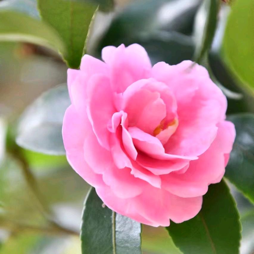 小白杨♛