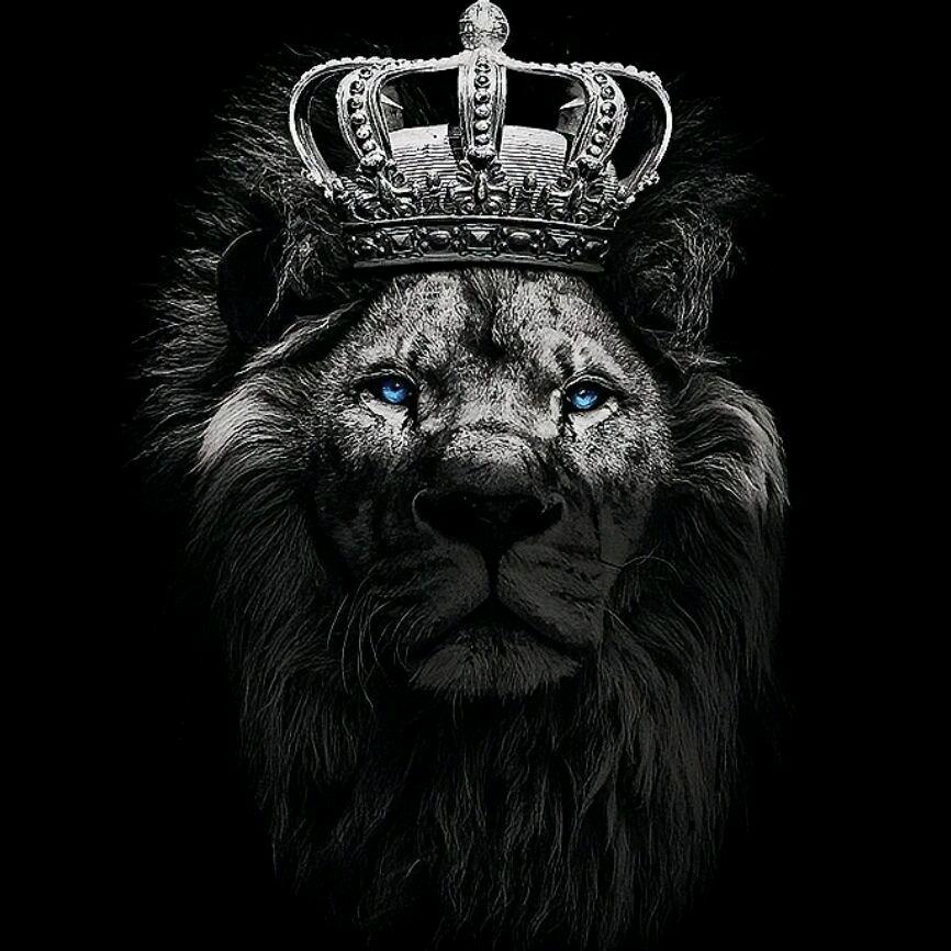 🦁🦁一把手