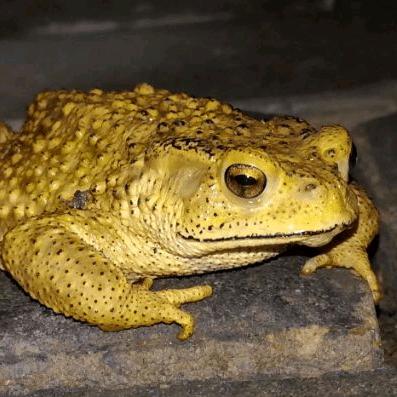 金丝蟾蜍袭击太平洋舰队！