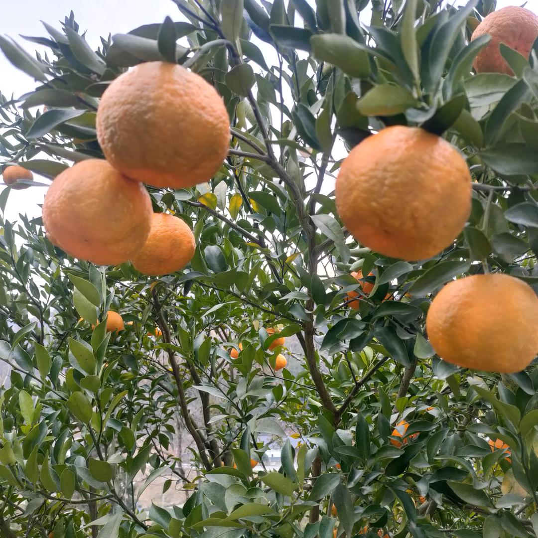 博缘汇农夫水果哥