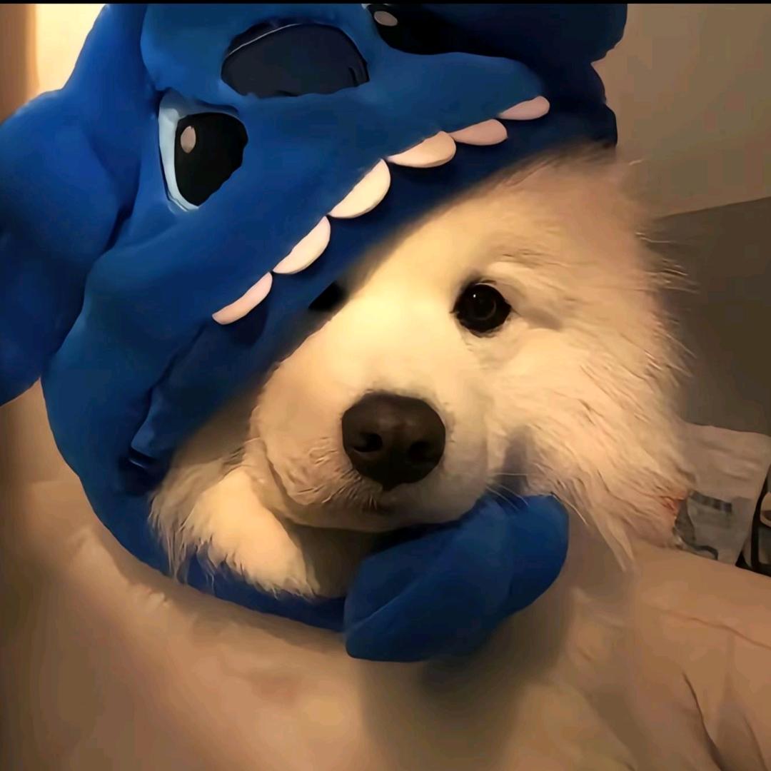 梦想是一直吃空心菜