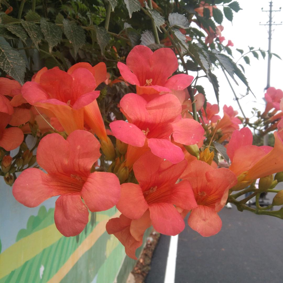 菲