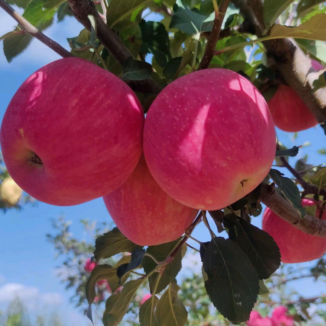 静宁繁花果业精品店