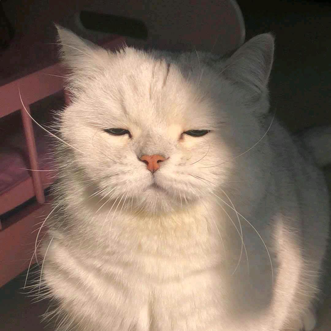 么凹猫.