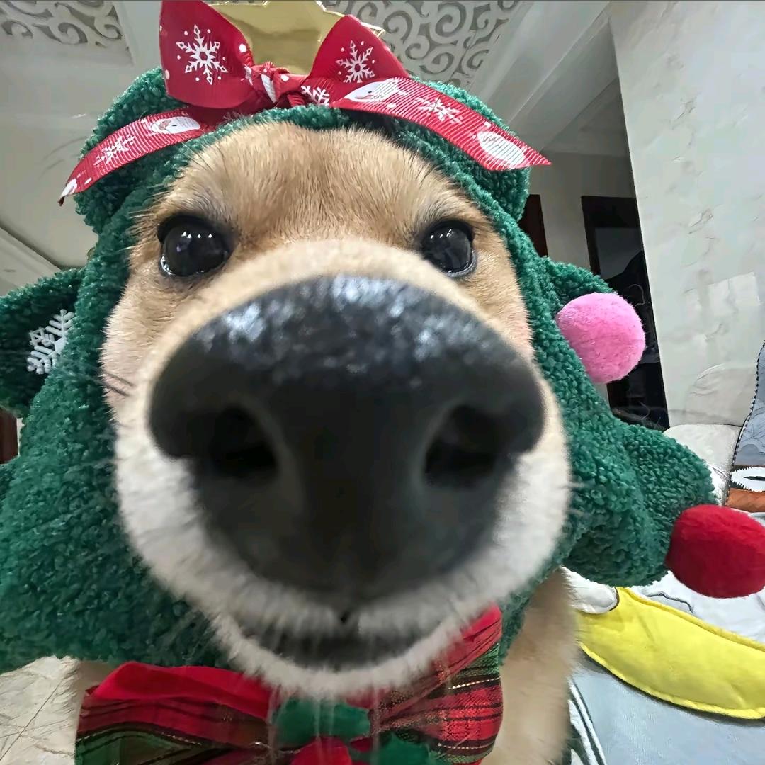 再补一点碳水