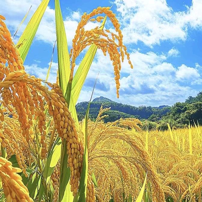 夏日凉风