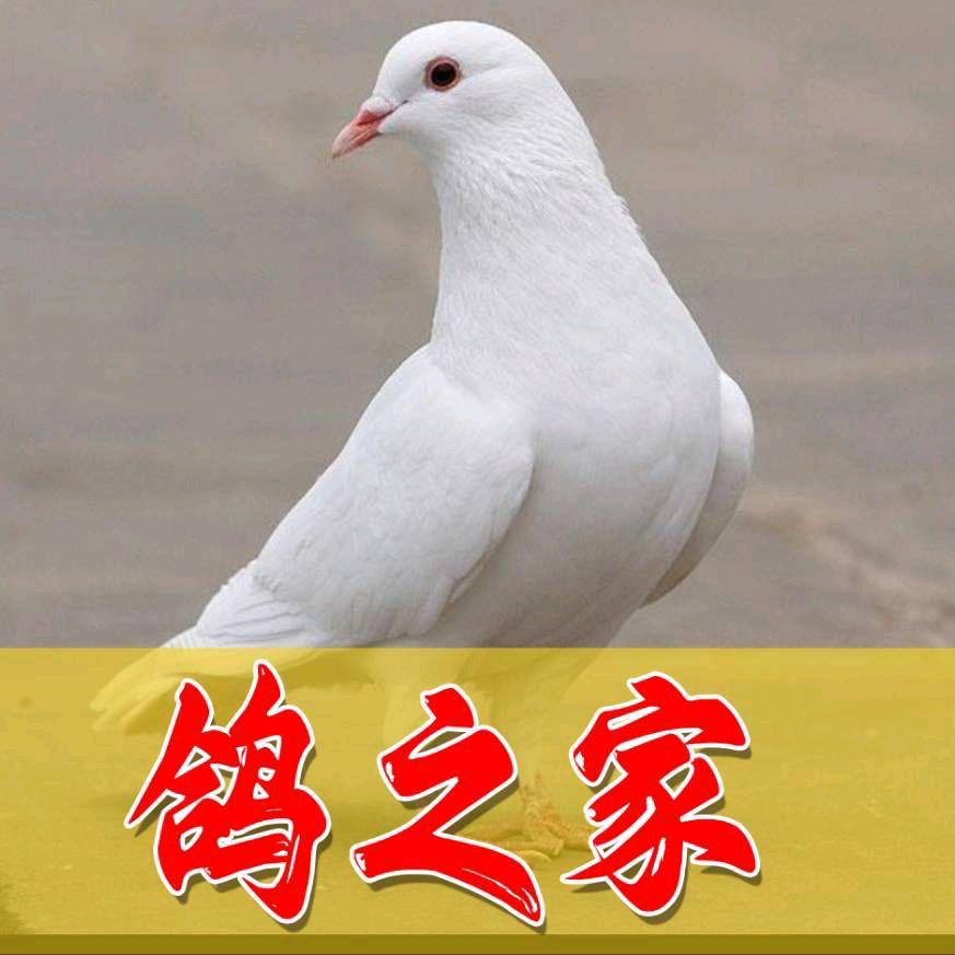 鸽之家