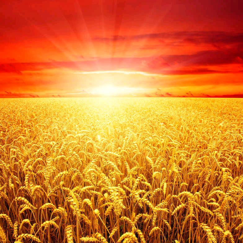 手机用户79968049336