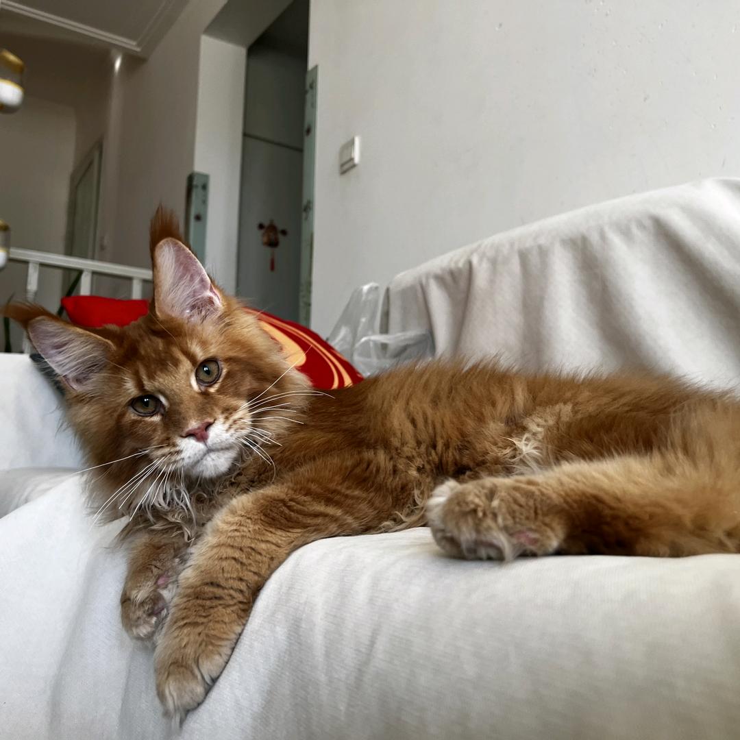 亦达缅因猫
