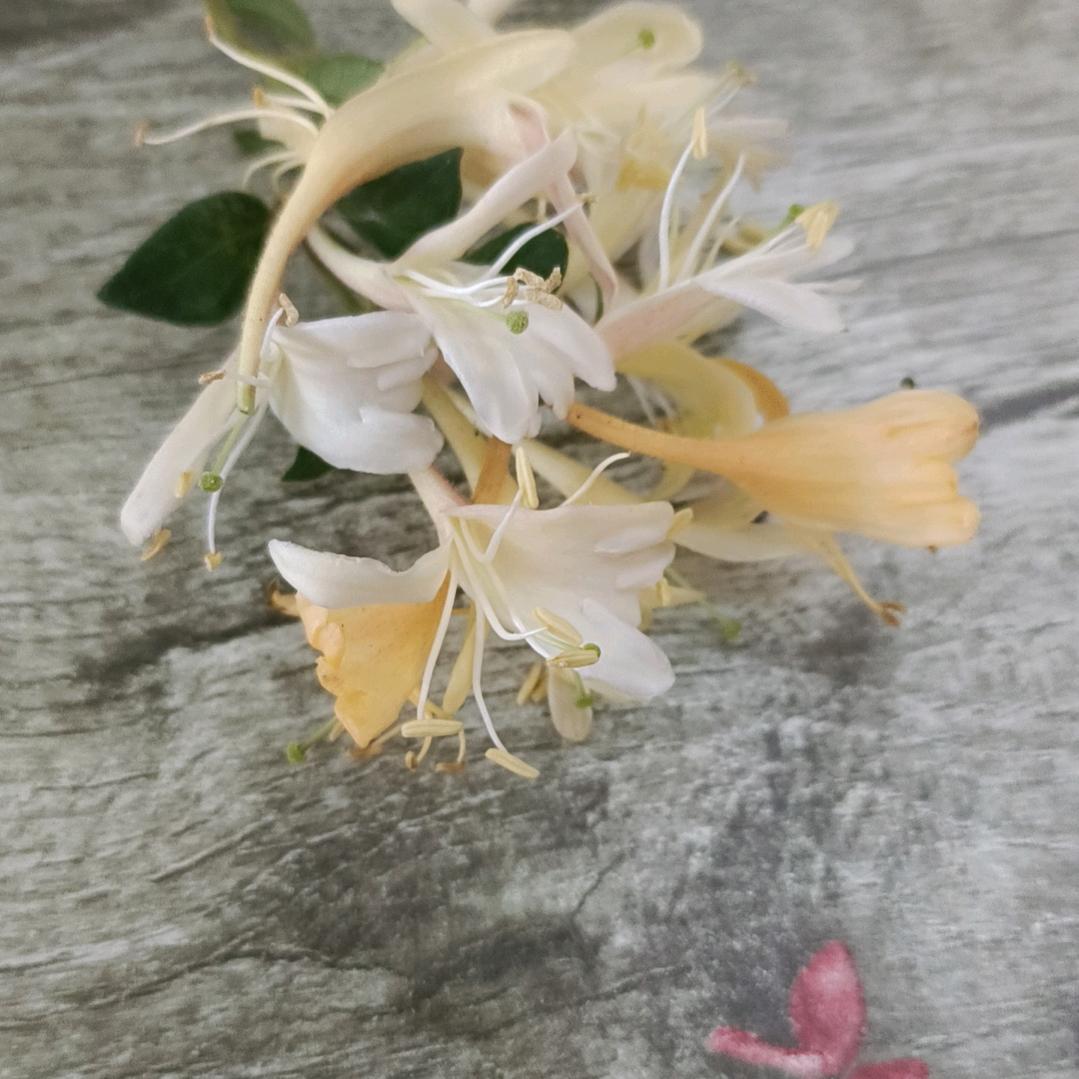 平淡