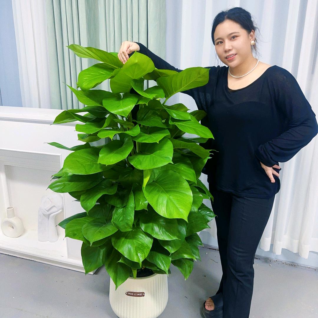 植颜花卉