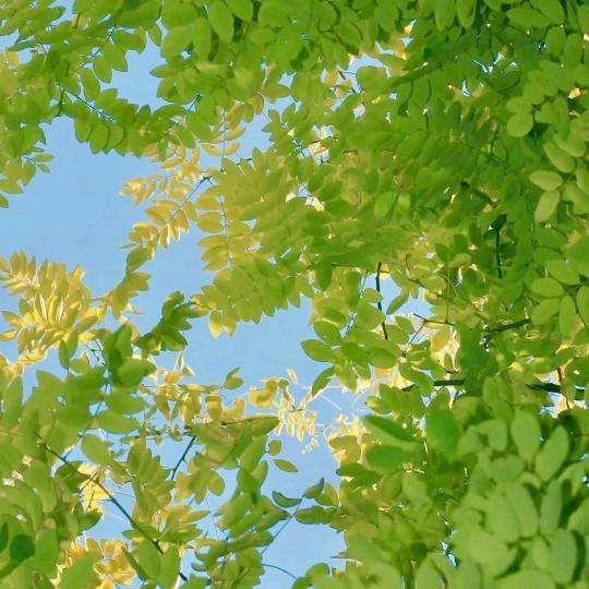 蓝眼猫猫头