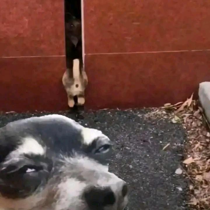 栗子二八