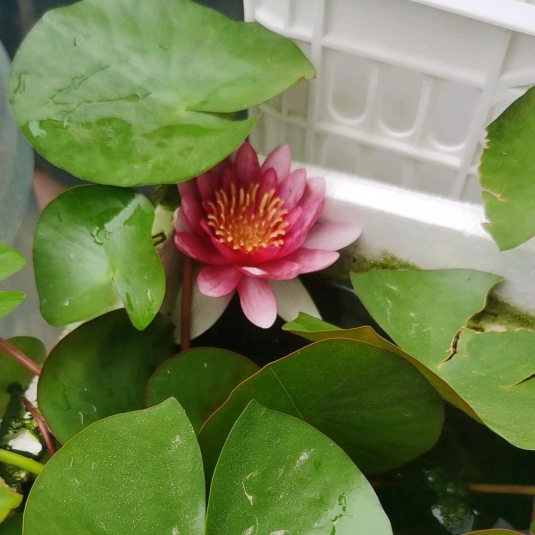 蕊雨涛