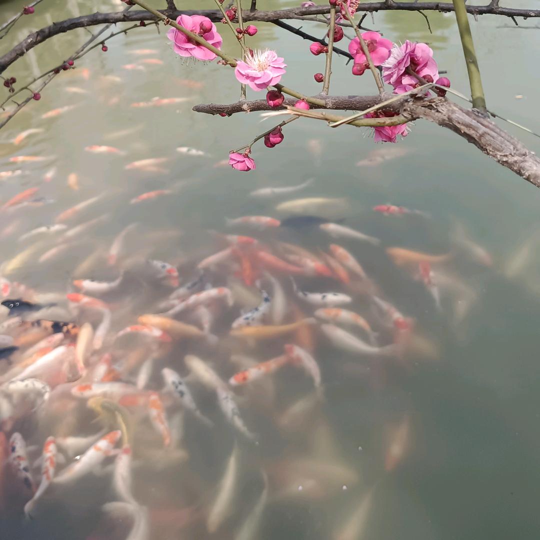 细雨润楼