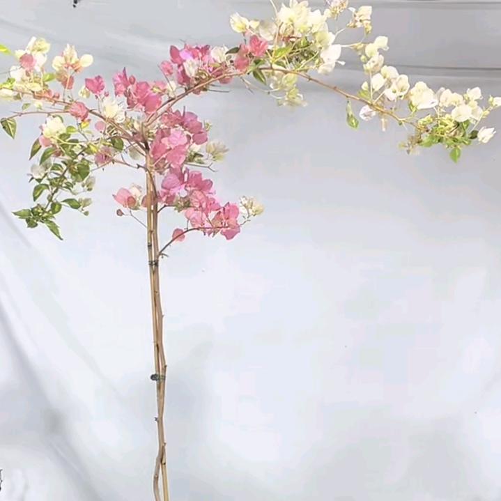 阳光