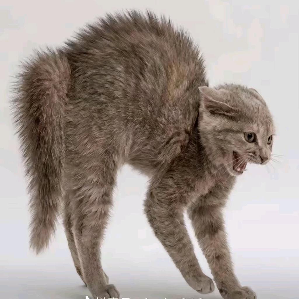 没头脑.