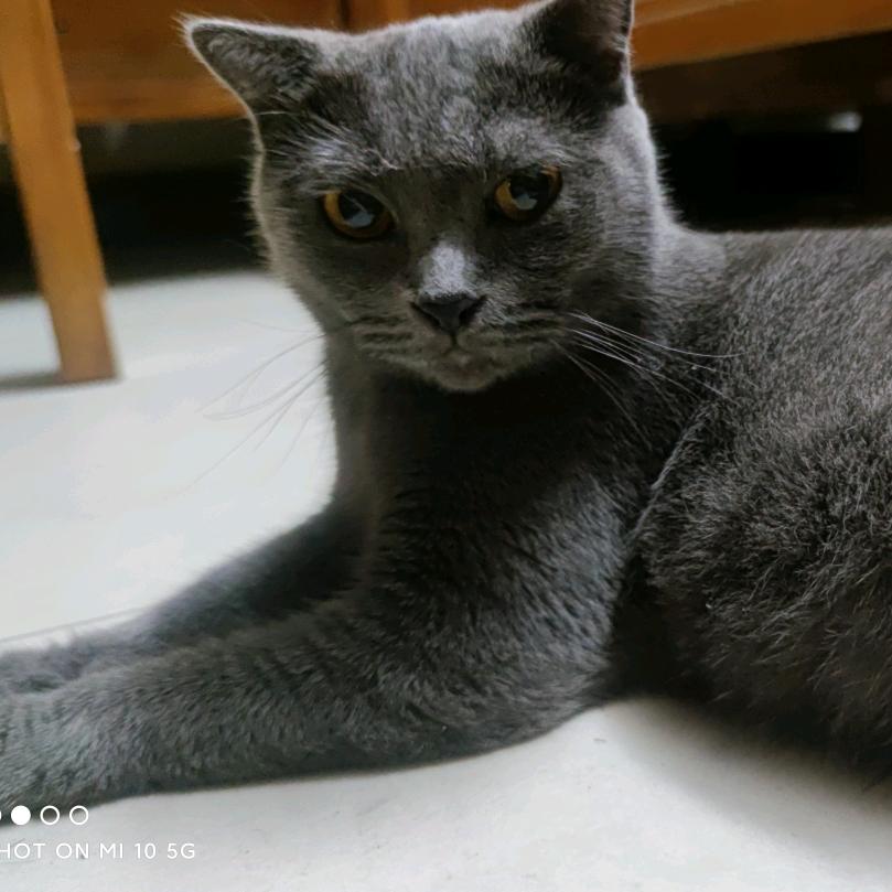 蓝猫探案