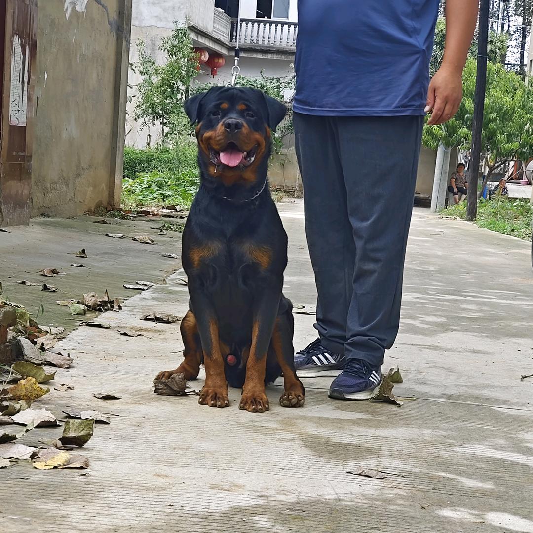 罗威纳和杜宾卡斯罗大型猛犬基地（双血统）