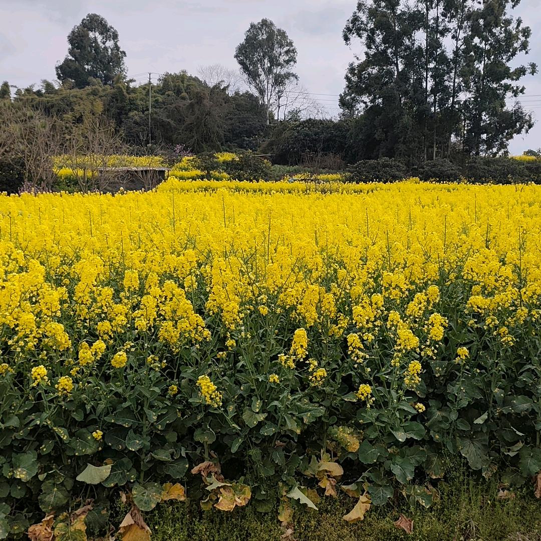 明天会更好