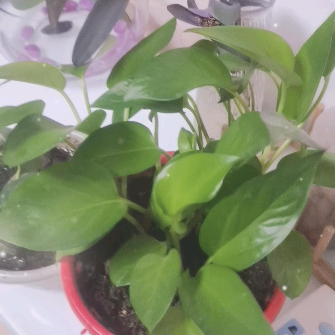 梦归所梦
