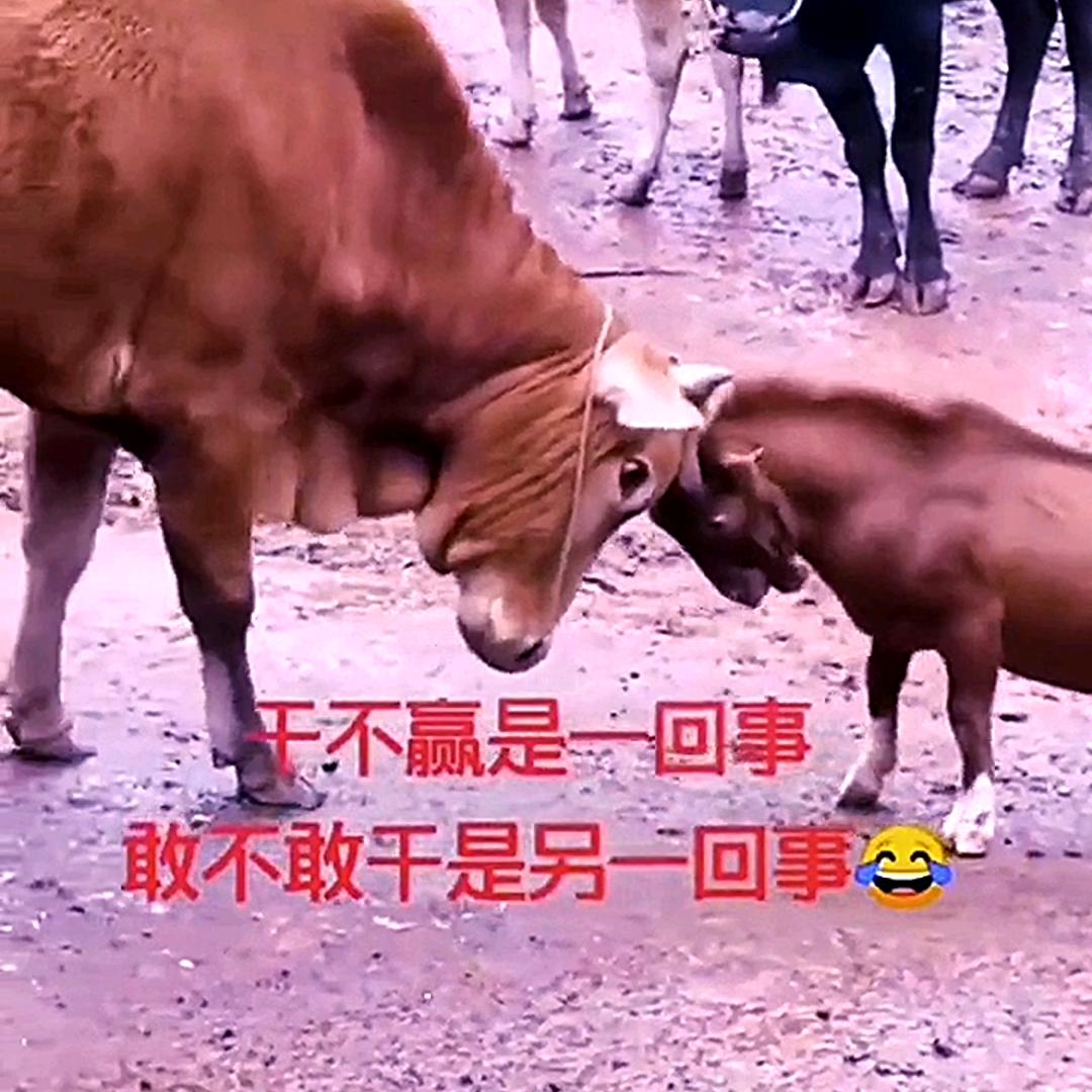 牛人磊哥