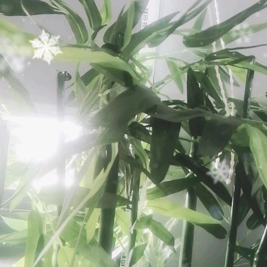 莲荷花