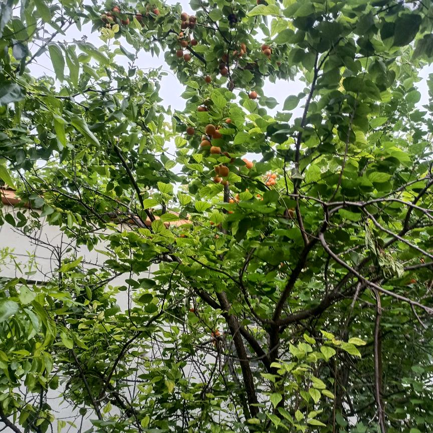巴维广