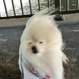 丹丹宝贝蛋