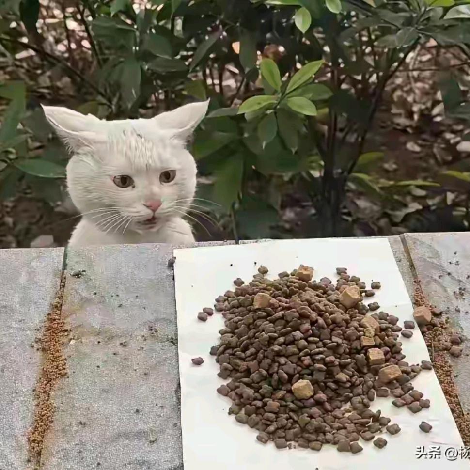 木卫4