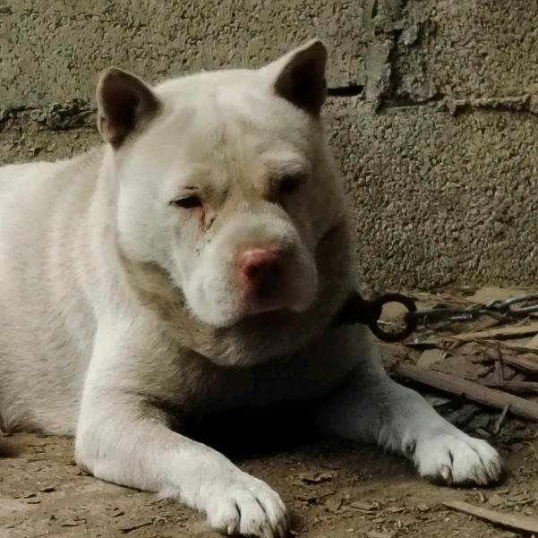 遵义市桐梓县小熊下司犬养殖