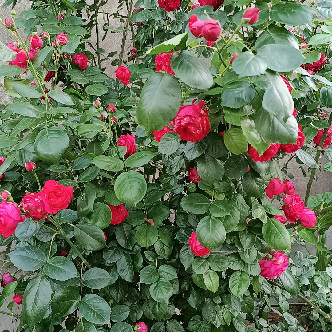 一剪梅👧🏼🌷🌹🌹🌹