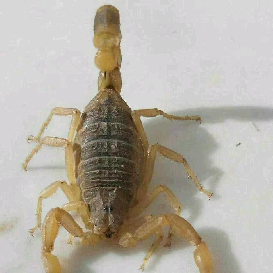 河北蝎子购销