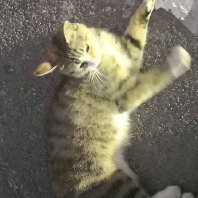 宝子(三角洲行动)