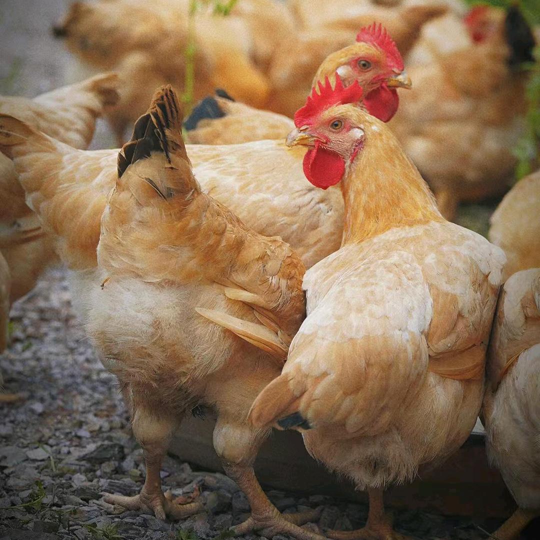 福多多生态农场