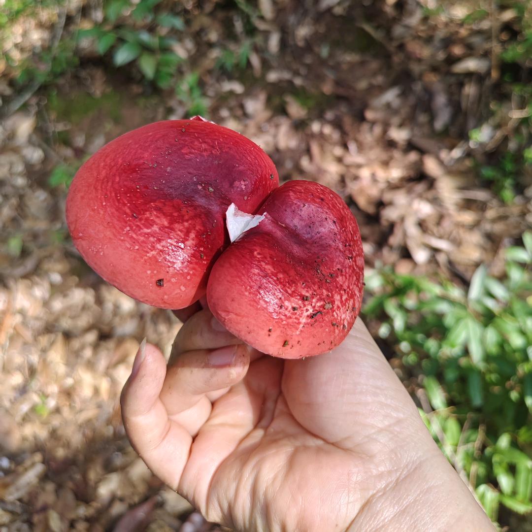 明溪茗悠