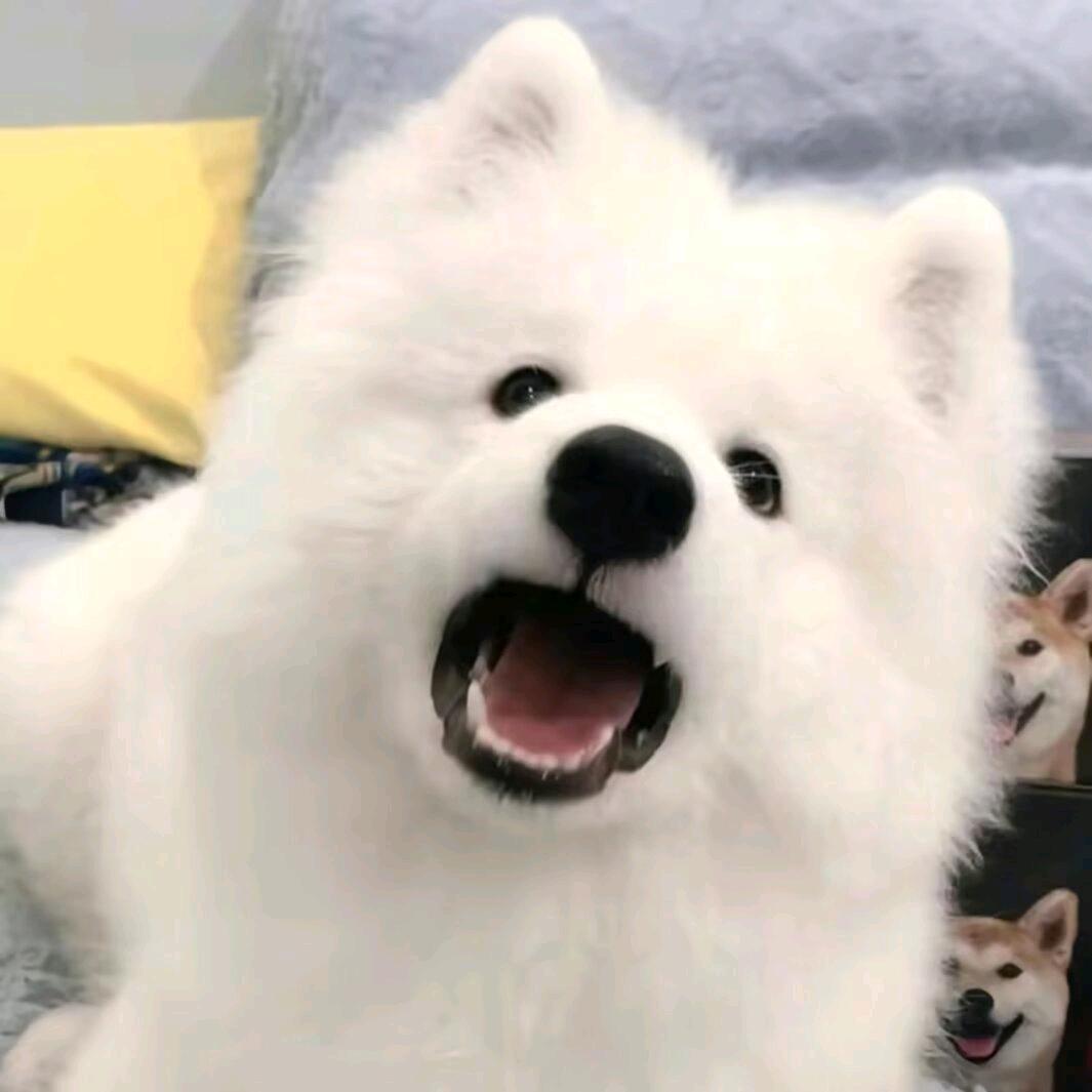 望崽