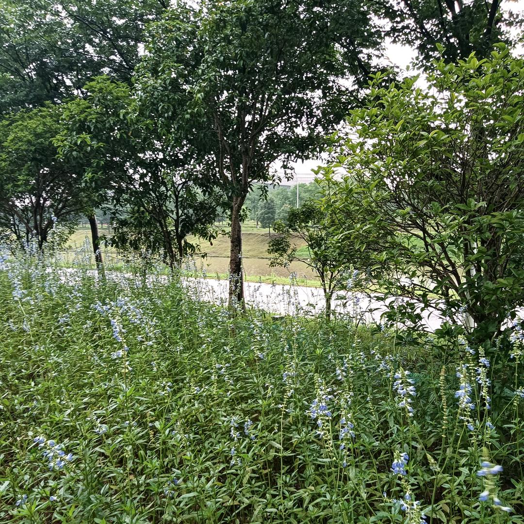 墨雨云间
