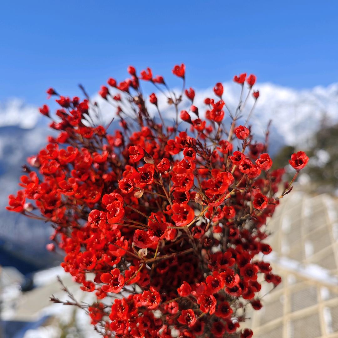 云果云花
