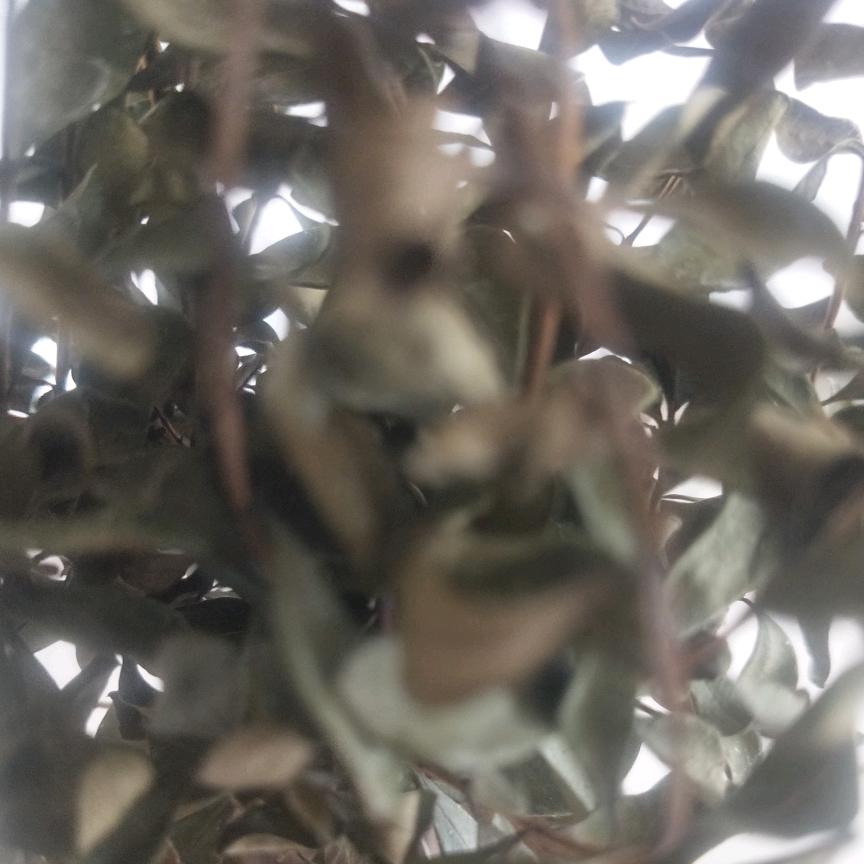 爱听雨