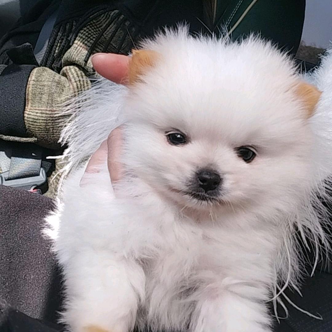 我是球球（博美弟弟）