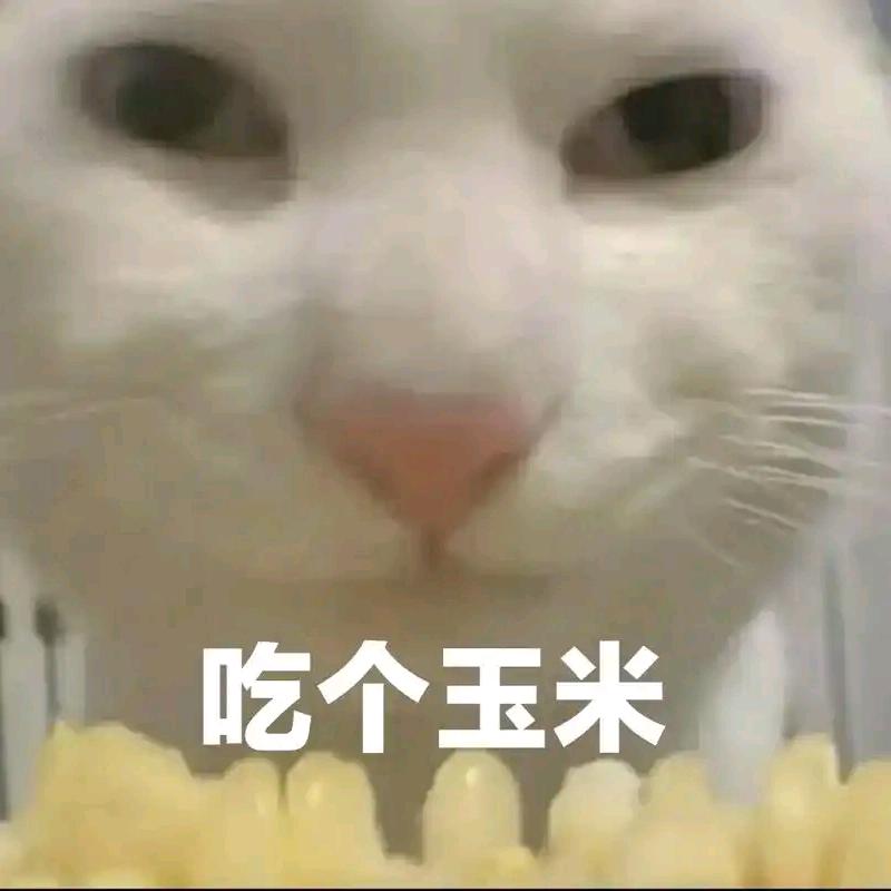 无敌猫猫
