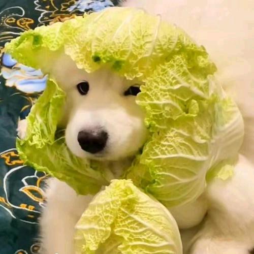 小阿菜ฅ՞•ﻌ•՞ฅ