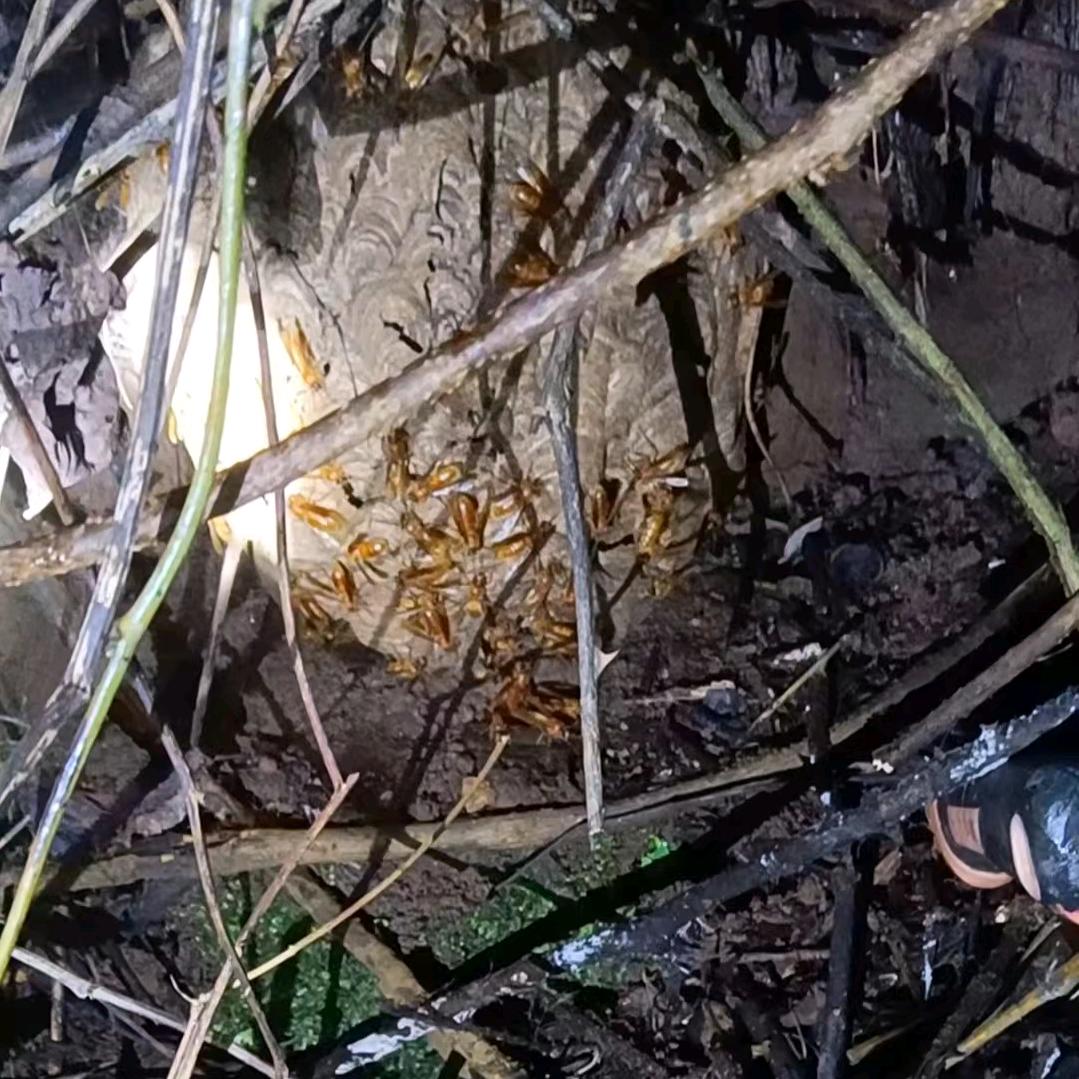 啊  翔  户  外🐝