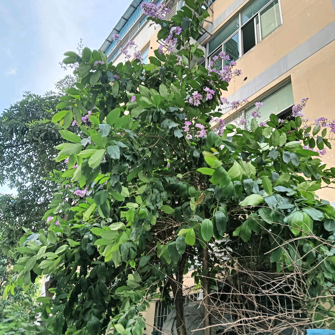 微胖七嫂🌹💐🍃🐒