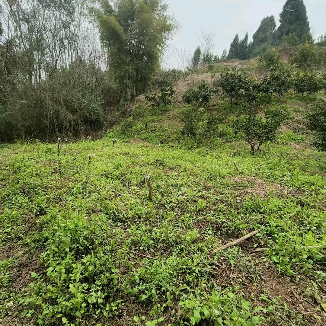 井研瑞萌农场